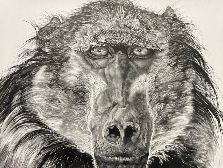 BABOON - Niki Saunders (Framed)