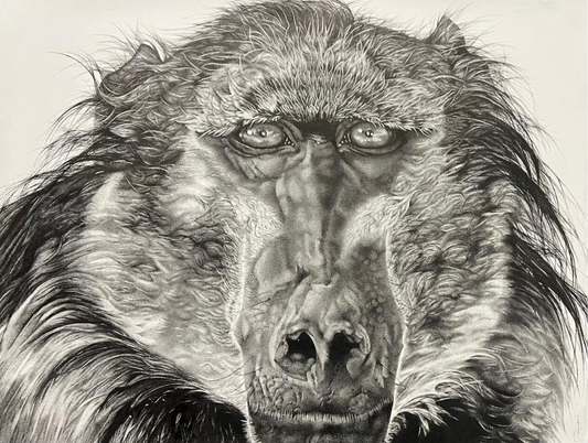 BABOON  - Niki Saunders (Framed)