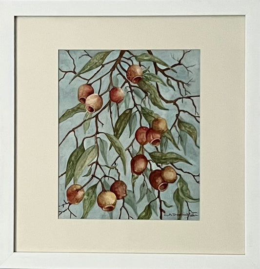 BLUE GUM SEEDS (Framed) - Gill Dodington