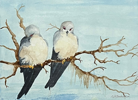 BLACK SHOULDERED KITES - Gill Dodington