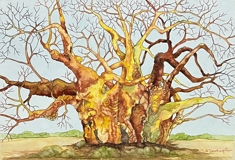 CHESTNUT BAOBAB - Gill Dodington