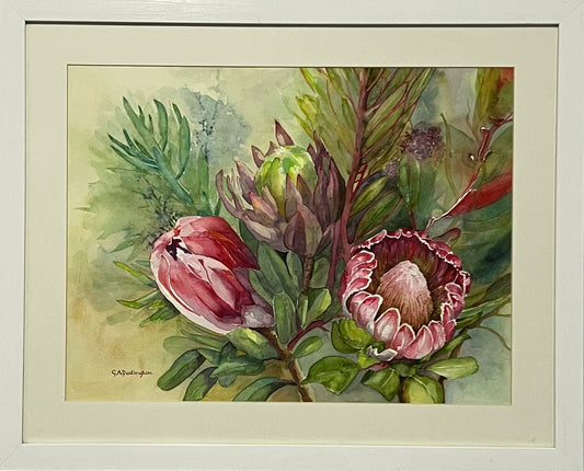 PROTEA GLORY (Framed) - Gill Dodington