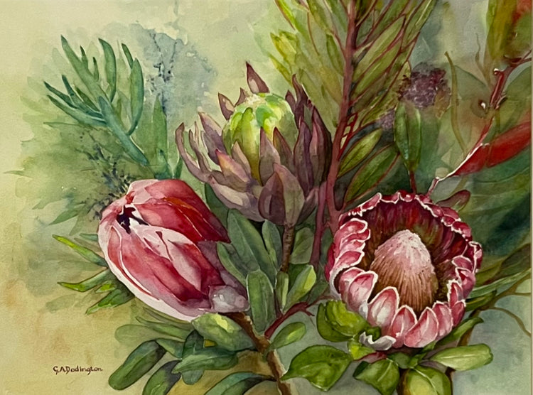 PROTEA GLORY (Framed) - Gill Dodington